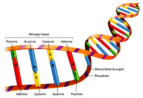 Illustration of Strand of DNA